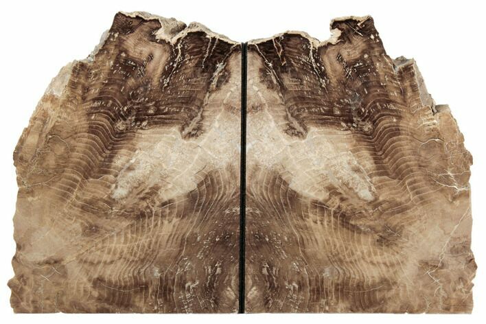Petrified Wood Bookends - Oregon #195178